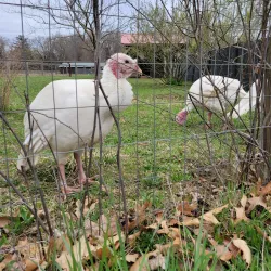 Woodstock Farm Sanctuary - Woodstock