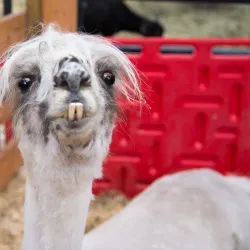 Woodstock Farm Sanctuary - Woodstock