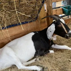 Woodstock Farm Sanctuary - Woodstock