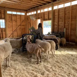 Woodstock Farm Sanctuary - Woodstock