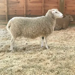 Woodstock Farm Sanctuary - Woodstock