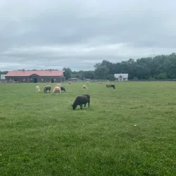 Woodstock Farm Sanctuary - Woodstock