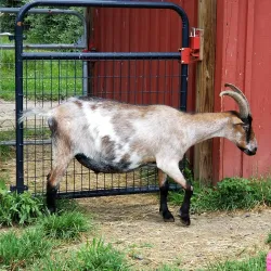 Woodstock Farm Sanctuary - Woodstock