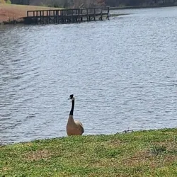 Albemarle City Park - Albemarle