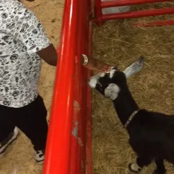 Stanly County Fairgrounds - Albemarle