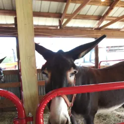 Stanly County Fairgrounds - Albemarle