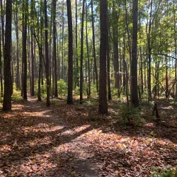 Uwharrie National Forest - Albemarle