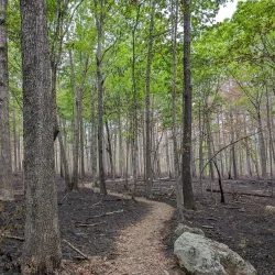 Uwharrie National Forest - Albemarle