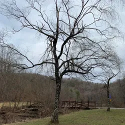 Boone Greenway Trail - Boone
