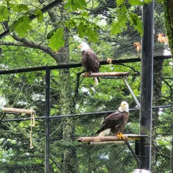 Grandfather Mountain - Boone