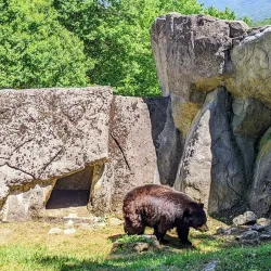 Grandfather Mountain - Boone
