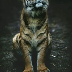 Tweetsie Trail - Boone