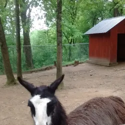 Tweetsie Trail - Boone