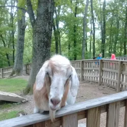 Tweetsie Trail - Boone