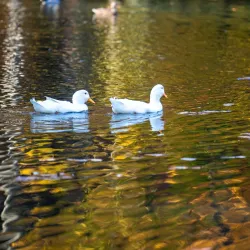 Brevard Music Center - Brevard