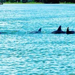 Bogue Sound Kayaking - Cape Carteret