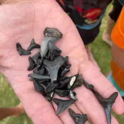 Bogue Sound Kayaking - Cape Carteret
