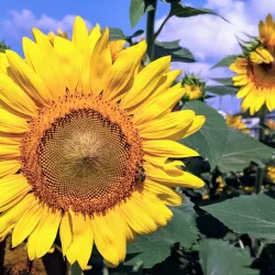 Cape Carteret Beach - Cape Carteret