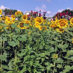 Cape Carteret Beach - Cape Carteret