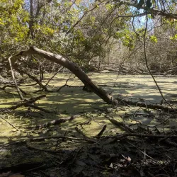 Emerald Isle Woods Park - Cape Carteret