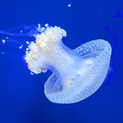 North Carolina Aquarium at Pine Knoll Shores - Cape Carteret