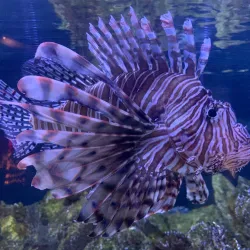 North Carolina Aquarium at Pine Knoll Shores - Cape Carteret