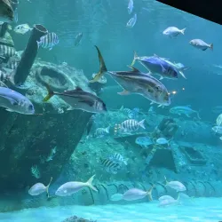 North Carolina Aquarium at Pine Knoll Shores - Cape Carteret