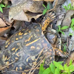 Black Creek Greenway - Cary