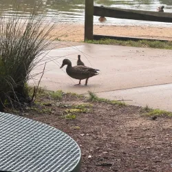 Bond Park Boathouse - Cary