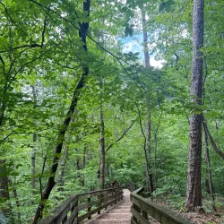 Hemlock Bluffs Nature Preserve - Cary