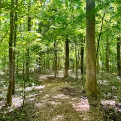 Hemlock Bluffs Nature Preserve - Cary
