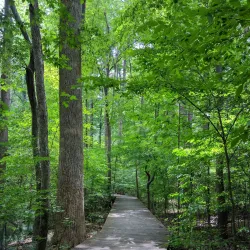 Hemlock Bluffs Nature Preserve - Cary