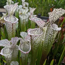 Botanical Gardens at Chapel Hill - Chapel Hill