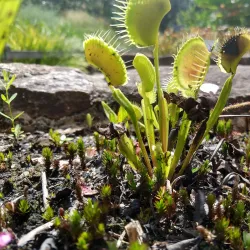 Botanical Gardens at Chapel Hill - Chapel Hill