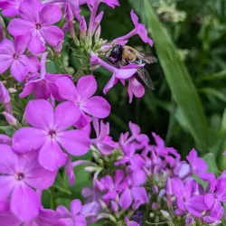 Coker Arboretum - Chapel Hill