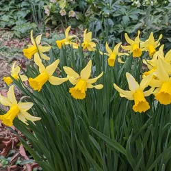 Coker Arboretum - Chapel Hill