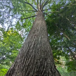 Coker Arboretum - Chapel Hill