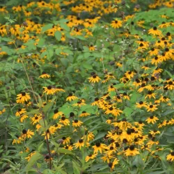 Coker Arboretum - Chapel Hill