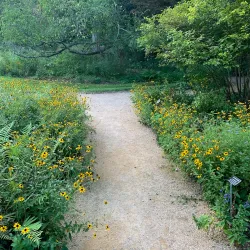 Coker Arboretum - Chapel Hill