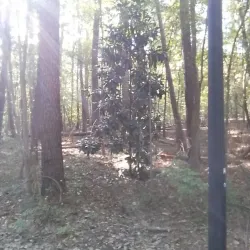 Frances Shetley Park - Chapel Hill