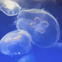 Discovery Place Science - Charlotte