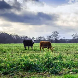 Downtown Clayton - Clayton