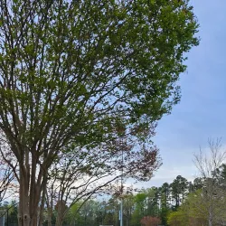 Herndon Park - Clayton