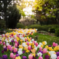 McEachern Memorial Garden - Concord
