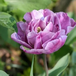 McEachern Memorial Garden - Concord