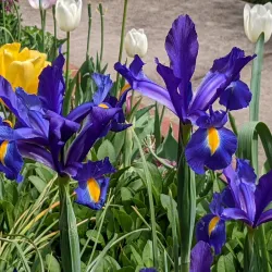 McEachern Memorial Garden - Concord