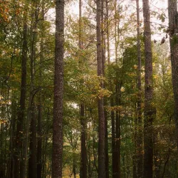 Jetton Park - Cornelius