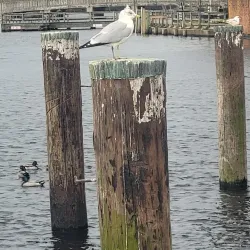 Downtown Elizabeth City Historic District - Elizabeth City