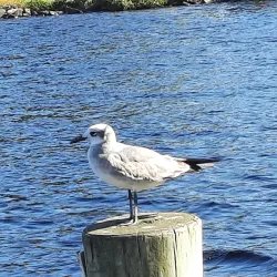 Waterfront Park - Elizabeth City