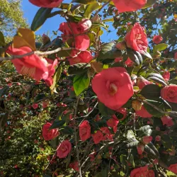 Fuquay Mineral Spring Park - Fuquay-Varina